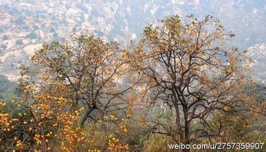 大洼天氣預報10天查詢