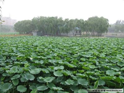 新鄭天氣預(yù)報(bào)10天查詢
