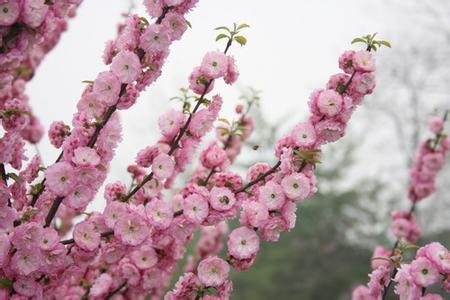 石家莊無極天氣預(yù)報(bào)_無極天氣預(yù)報(bào)一周7天10天15天石家莊無極天氣預(yù)報(bào),無極天氣預(yù)報(bào)一周7天10天15天