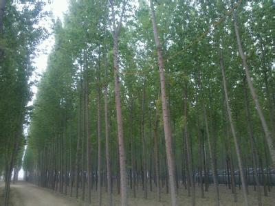 廊坊永清天氣預報_永清天氣預報一周7天10天15天廊坊永清天氣預報,永清天氣預報一周7天10天15天