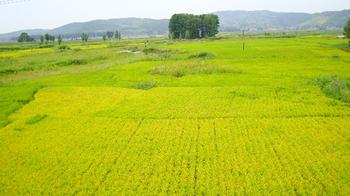 雞西梨樹天氣預報_梨樹天氣預報一周7天10天15天雞西梨樹天氣預報,梨樹天氣預報一周7天10天15天