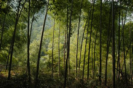 江西宜春天氣預報_宜春天氣預報一周7天10天15天江西宜春天氣預報,宜春天氣預報一周7天10天15天