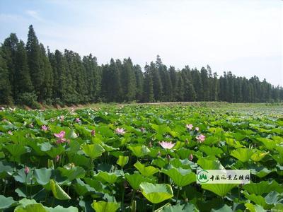湖北武漢天氣預報_武漢天氣預報一周7天10天15天湖北武漢天氣預報,武漢天氣預報一周7天10天15天