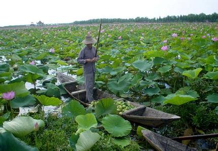 荊州洪湖天氣預報_洪湖天氣預報一周7天10天15天荊州洪湖天氣預報,洪湖天氣預報一周7天10天15天