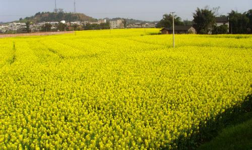 重慶潼南天氣預報_潼南天氣預報一周7天10天15天重慶潼南天氣預報,潼南天氣預報一周7天10天15天