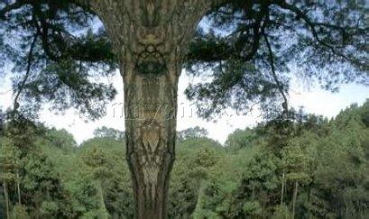 四川巴中天氣預(yù)報(bào)_巴中天氣預(yù)報(bào)一周7天10天15天四川巴中天氣預(yù)報(bào),巴中天氣預(yù)報(bào)一周7天10天15天
