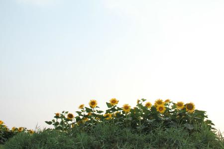 蠡縣pm2.5實時查詢,蠡縣空氣質量指數查詢