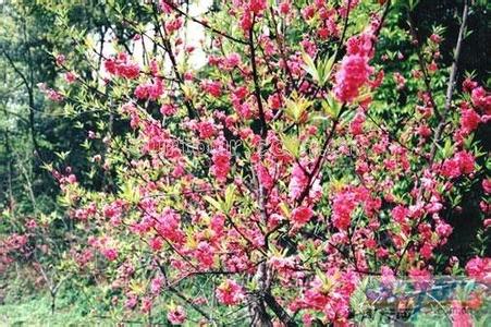 肥城pm2.5實(shí)時(shí)查詢,肥城市空氣質(zhì)量指數(shù)查詢