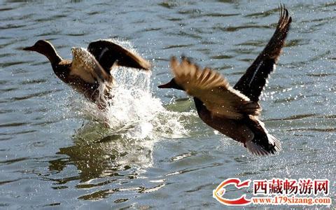 墨竹工卡pm2.5實(shí)時(shí)查詢,墨竹工卡縣空氣質(zhì)量指數(shù)查詢