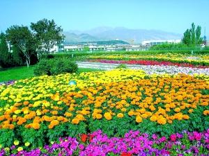 金昌pm2.5實(shí)時查詢,金昌市空氣質(zhì)量指數(shù)查詢