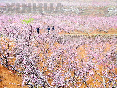 肥城天氣預報15天查詢