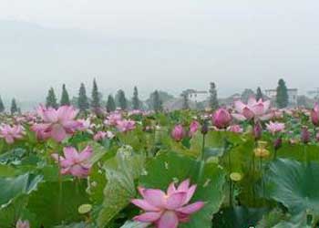 蓮花天氣預(yù)報15天查詢