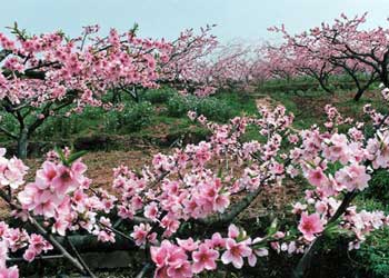 龍泉驛天氣預(yù)報15天查詢