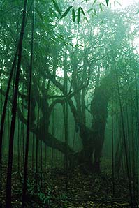 南川天氣預報15天查詢