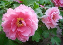 亭湖區天氣預報15天查詢