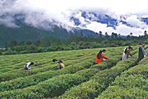 西藏易貢茶園生態旅游區天氣