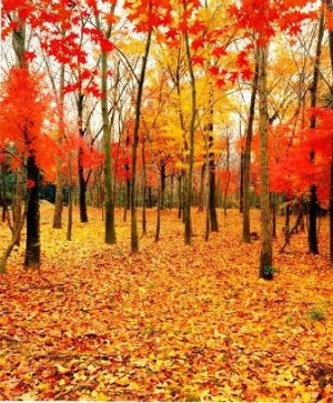 湯旺河長白山紅松闊葉混交林天氣