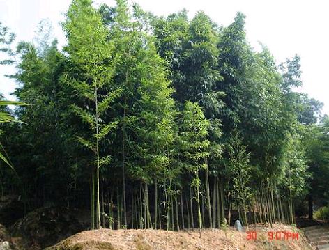 華安竹種園天氣