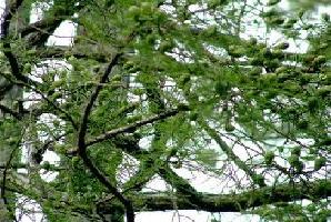 屏南水松林天氣