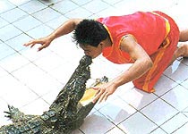 大連洋信鱷魚園天氣