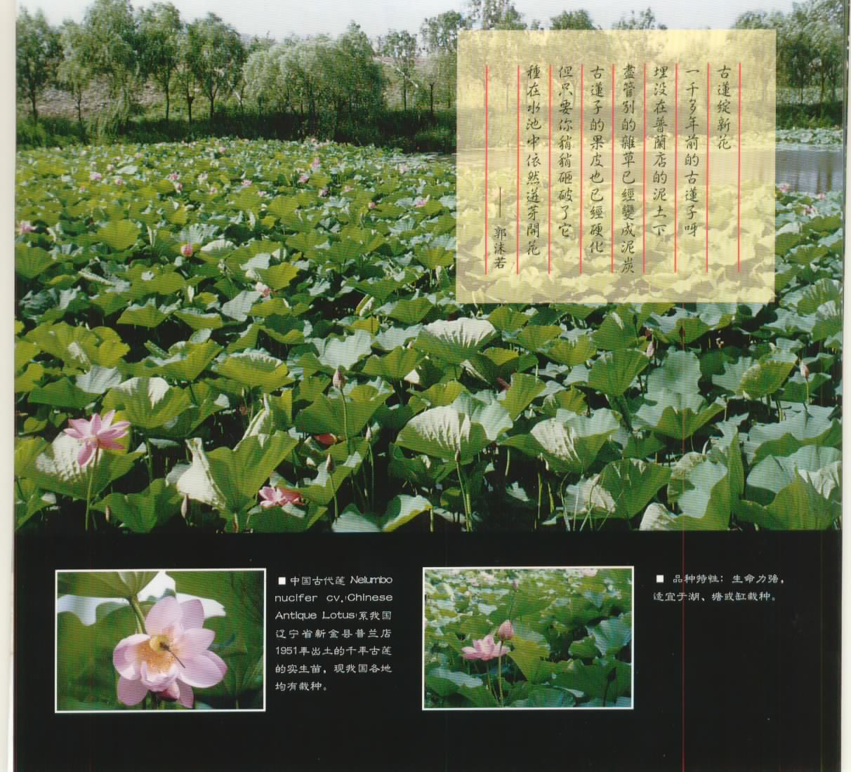 大連千年古蓮園天氣