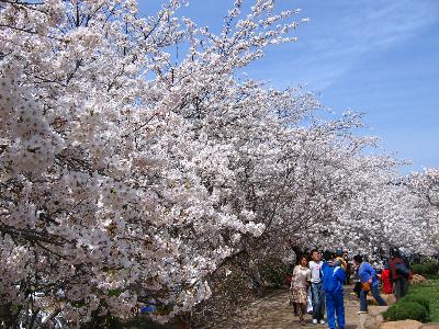 大連旅順龍王塘櫻花園天氣