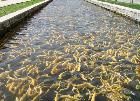 本溪市虹鱒魚良種場天氣
