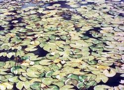 長春蓮花自然保護區天氣