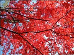 白山蛟河紅葉谷天氣
