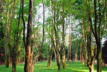 吉林舒蘭市森林公園天氣
