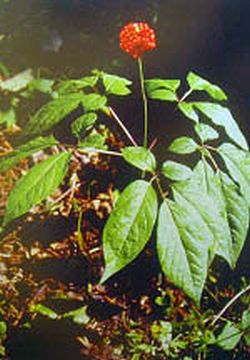 白山撫松人參種植場天氣