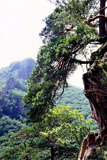 延邊和龍仙境臺天氣