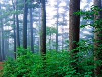 鶴崗小興安嶺林區天氣