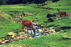 大興安嶺勝山狩獵場(chǎng)天氣
