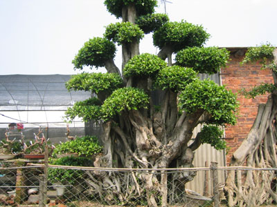 漳州百花村天氣