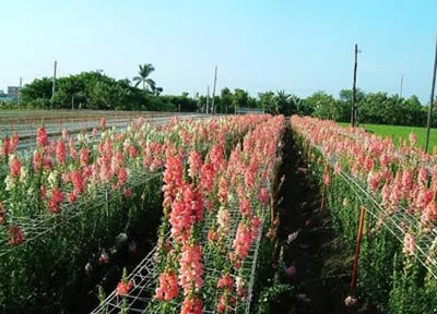 臺(tái)灣公路花園天氣
