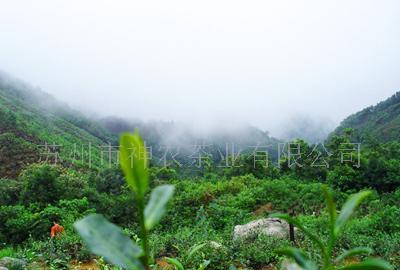 臺灣杉林溪天氣