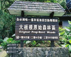 臺灣大板根森林天氣