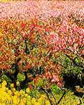 南匯桃花村天氣