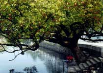 仙居橫溪鎮天氣