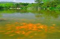 西湖花港觀魚公園天氣
