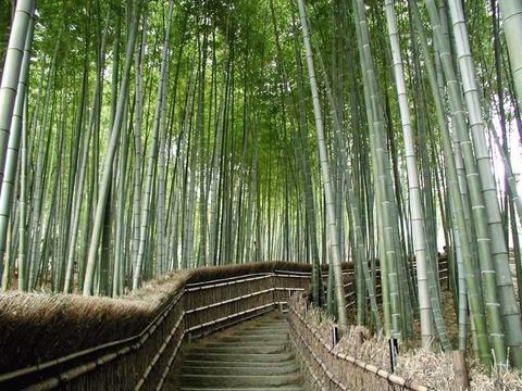 安吉竹鄉國家森林公園天氣