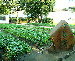 紹興百草園天氣
