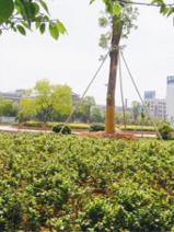 金華雙溪公園天氣