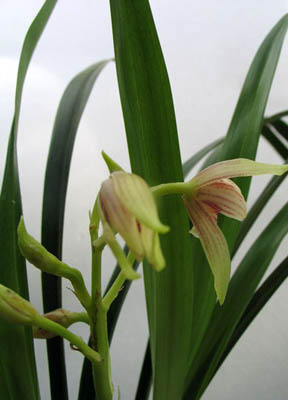 蘭溪蘭花村天氣