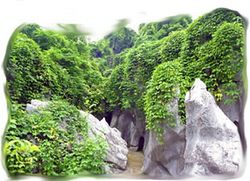 常山金釘子天氣