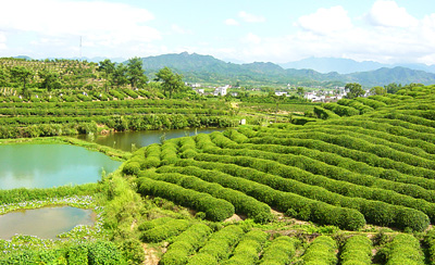麗水松陽卯山天氣