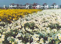 射陽(yáng)洋馬十里菊香園天氣