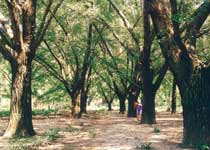 泰興古銀杏森林公園天氣