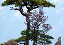 黃山接引松天氣